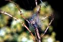 Larinioides_cornutus_P1477_Z_76_Les Gris_Frankrijk